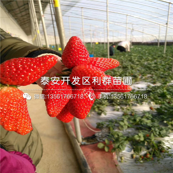 出售阿尔比草莓苗基地