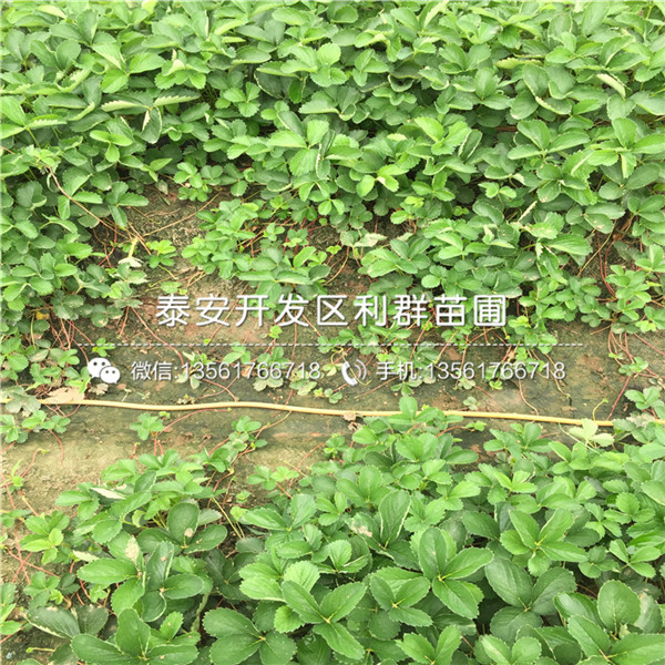 山东泰安红颜草莓苗价格