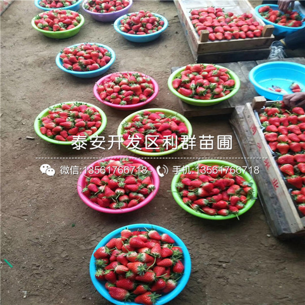 京泉香草莓苗价钱是多少