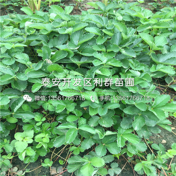 蒙特瑞草莓苗品种、蒙特瑞草莓苗价格多少