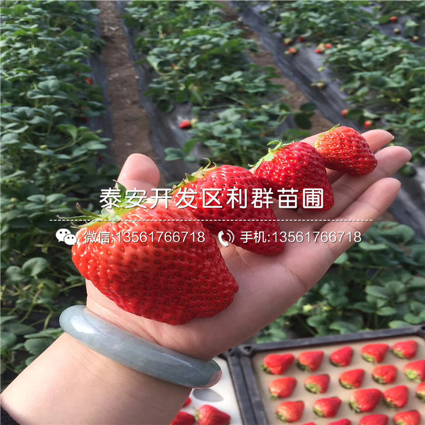 山东德马草莓苗报价
