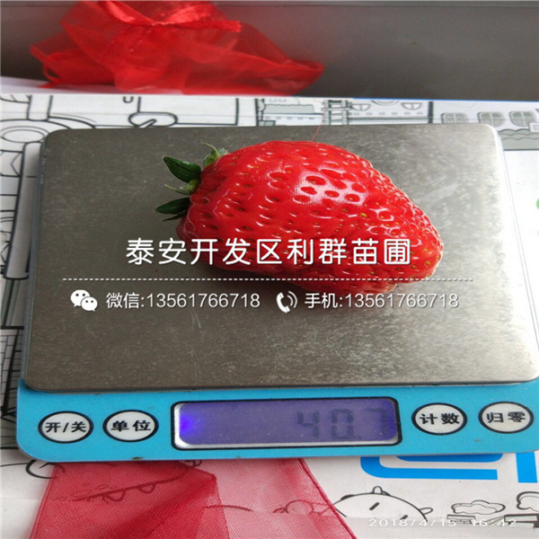 桃熏草莓苗、桃熏草莓苗出售、桃熏草莓苗基地