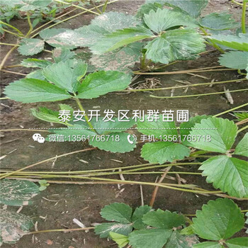 小白草莓苗价格、小白草莓苗多少钱