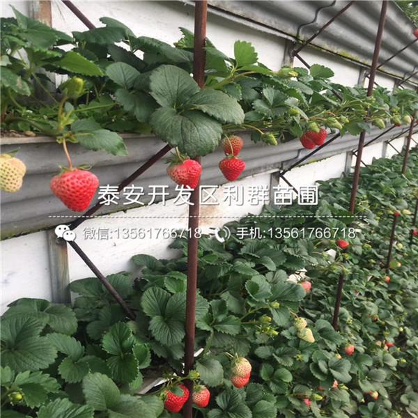 罗卡娜草莓苗、罗卡娜草莓苗多少钱一棵