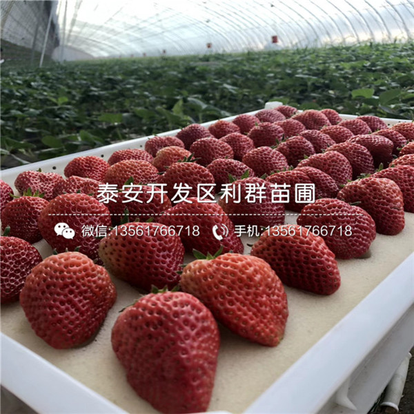 妙香3号草莓苗供应出售