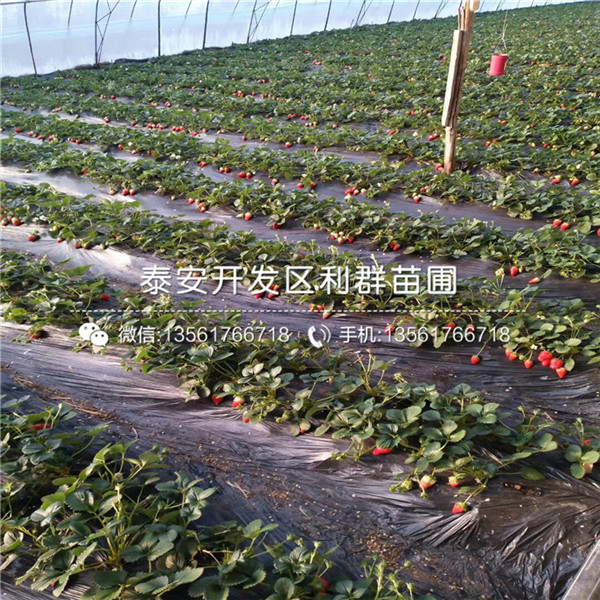出售阿尔比草莓苗基地