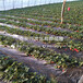 章姬草莓苗基地、章姬草莓苗多少钱一棵