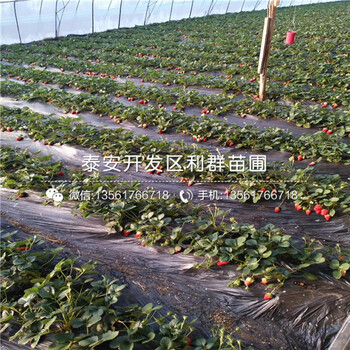 山东枥乙女草莓苗多少钱一棵、山东枥乙女草莓苗出售