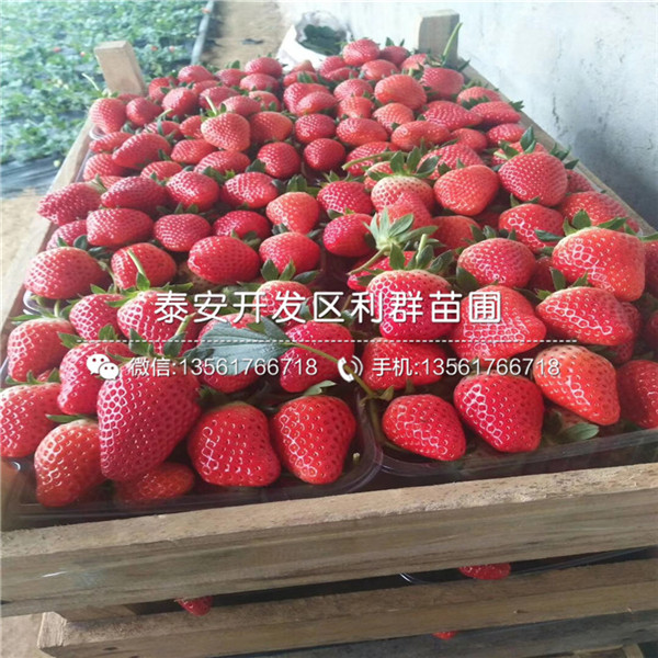 大棚组培草莓苗亩产多少斤