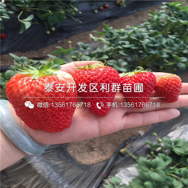 冬香草莓苗价格多少、2018年冬香草莓苗价格