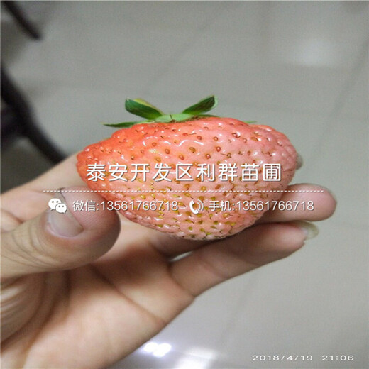 新品種京承香草莓苗價(jià)格、新品種京承香草莓苗多少錢一棵