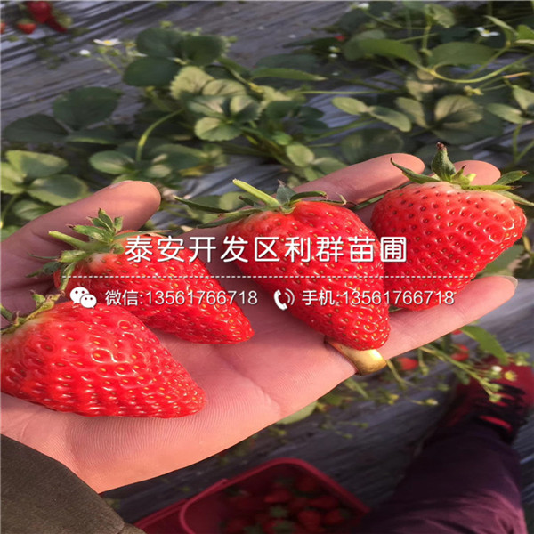 妙香草莓苗价格、2018年妙香草莓苗新品种