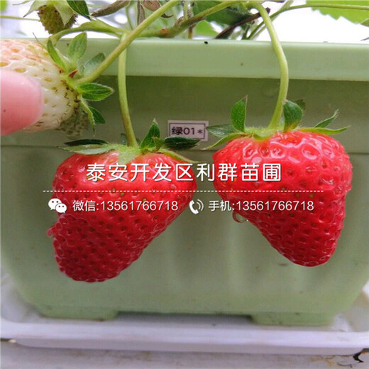 2018年粉紅公主草莓苗、粉紅公主草莓苗出售價(jià)格多少