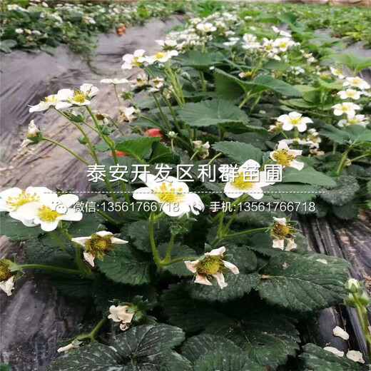 一棵四季草莓苗、一棵四季草莓苗價格多少