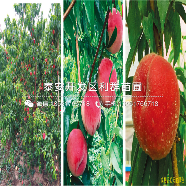 山東桃樹嫁接苗出售價格多少