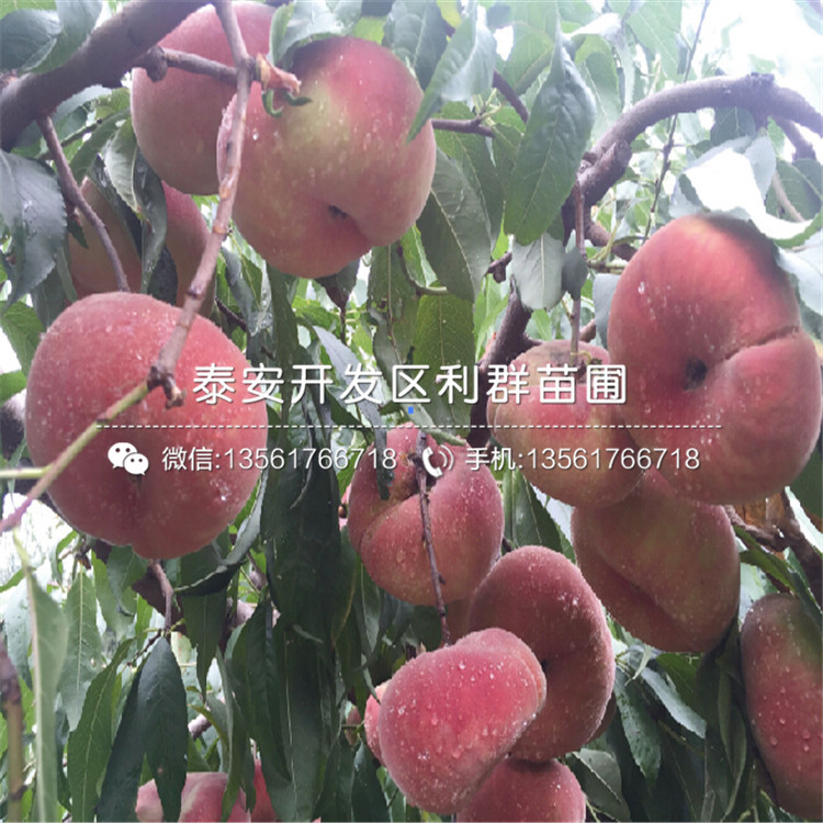 桃樹實生苗批發(fā)、桃樹實生苗基地