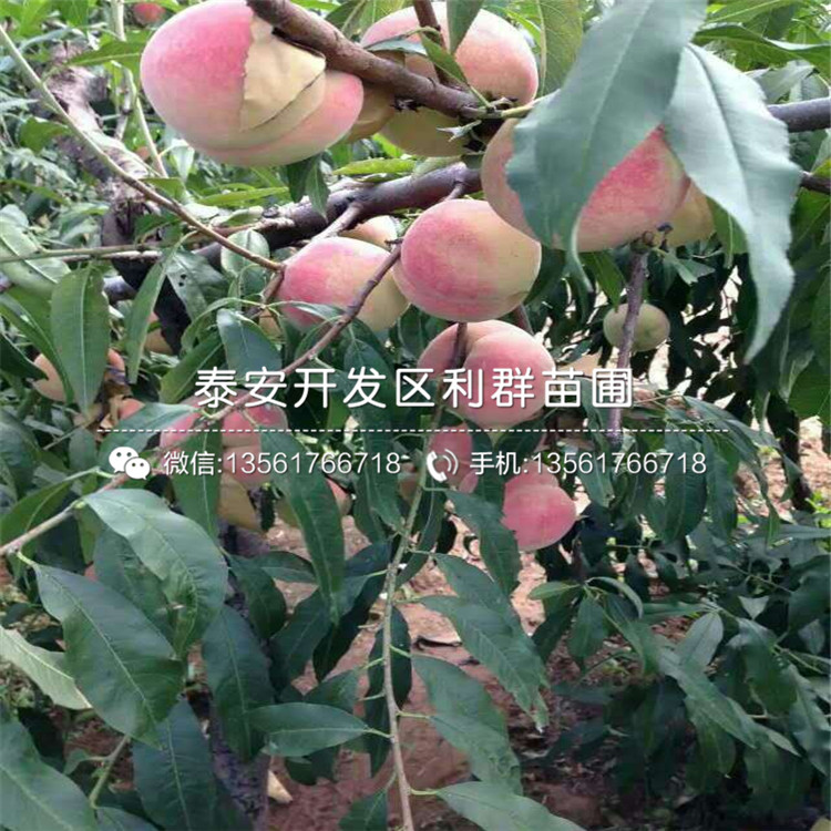 2019年桃樹小苗、2019年桃樹小苗價格