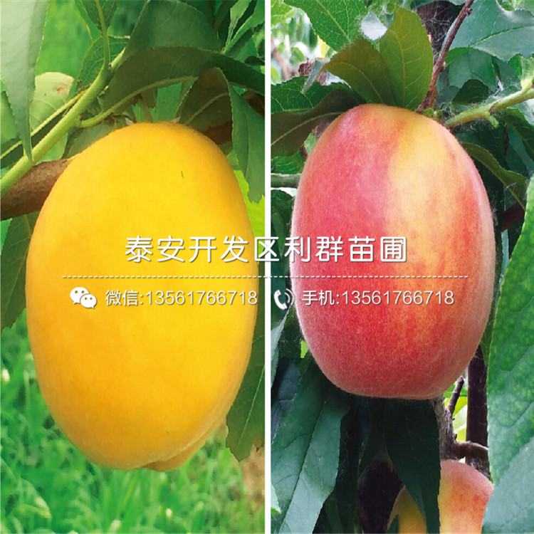 批發(fā)桃樹(shù)原生苗、桃樹(shù)原生苗多少錢(qián)一棵