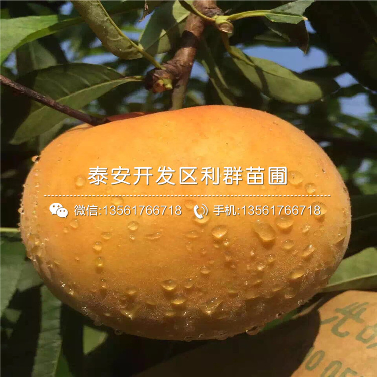 山东桃树树苗出售基地