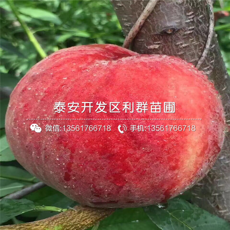 山東瑞德櫻桃樹樹苗產(chǎn)量怎么樣