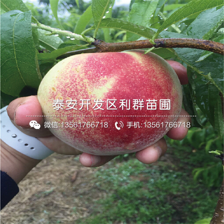 桃樹嫁接苗新品種