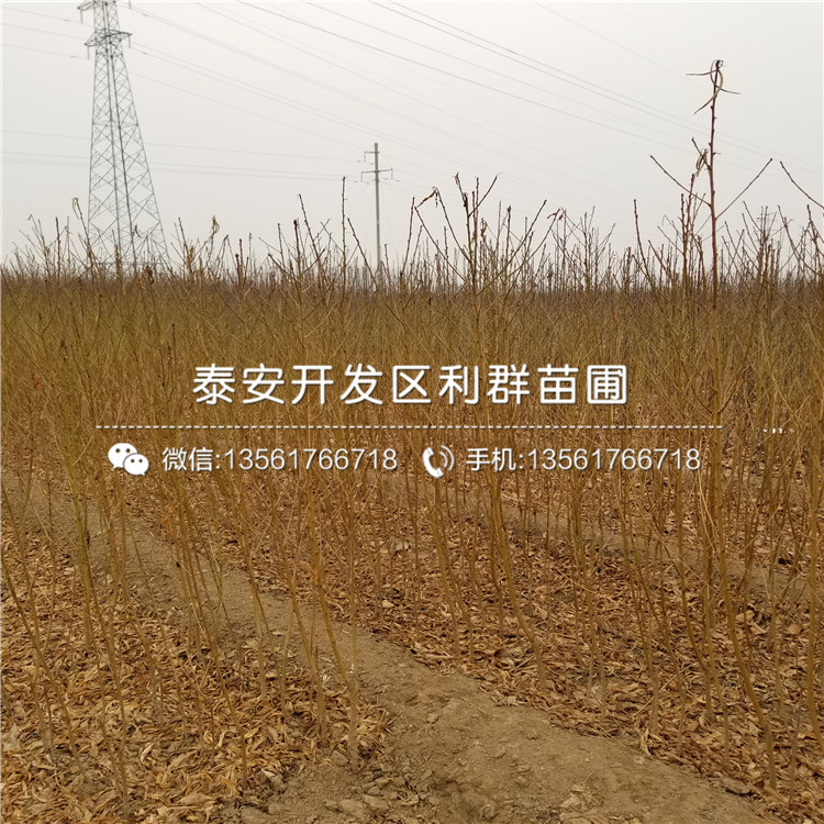 山東桃樹小苗出售價(jià)格、山東桃樹小苗價(jià)格多少