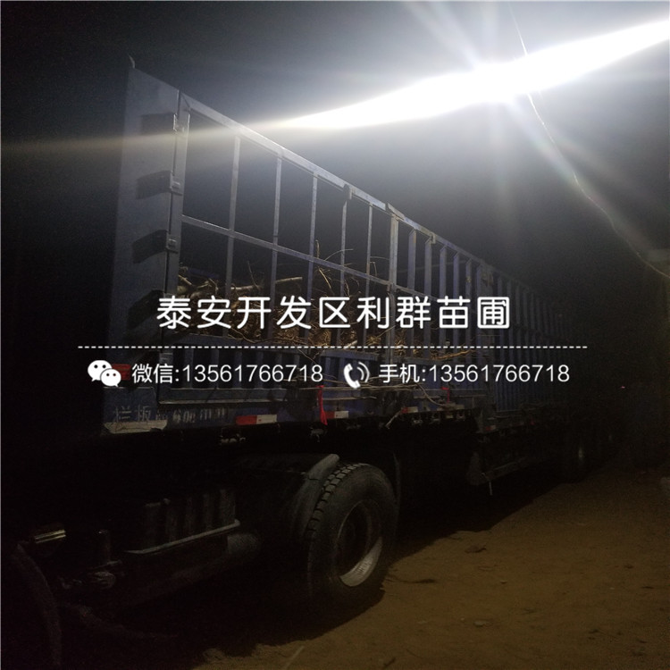 哪里有賣馬甲子樹樹苗的