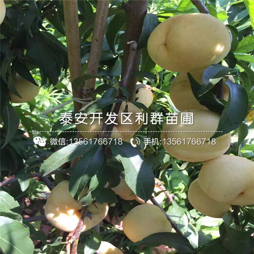 山東桃樹小苗、桃樹小苗多少錢