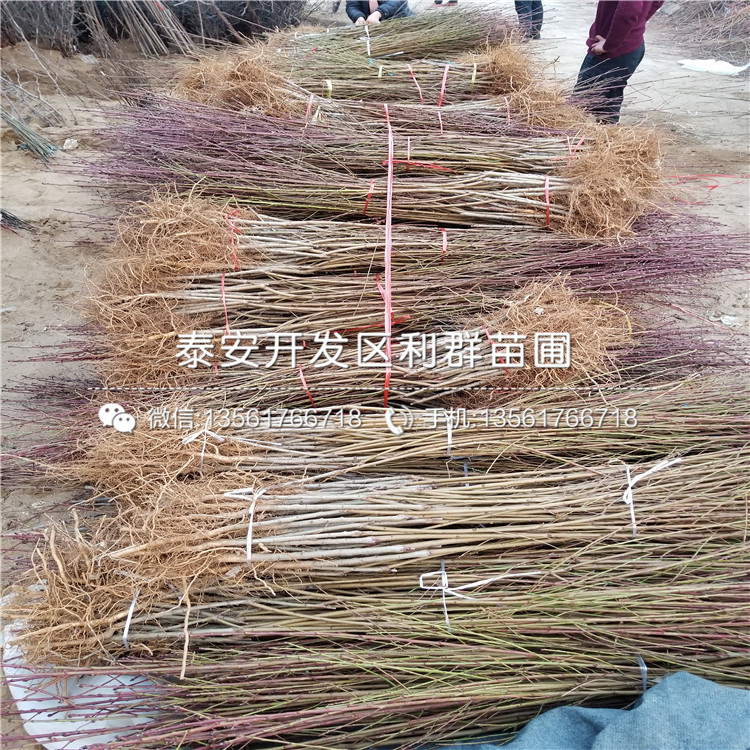 新品種桃樹(shù)嫁接苗價(jià)格