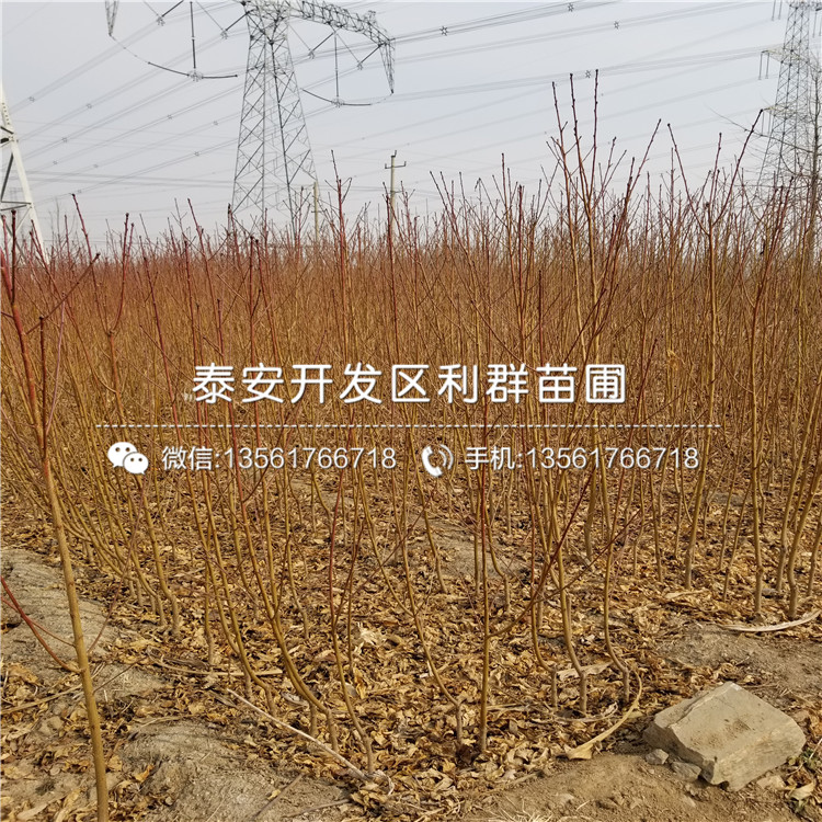 山東桃樹原生苗多少錢一棵、山東桃樹原生苗批發(fā)基地