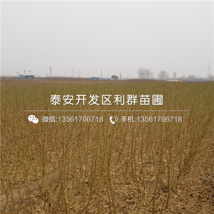 桃樹原生苗多少錢一棵