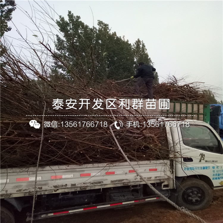 桃樹樹苗哪里多