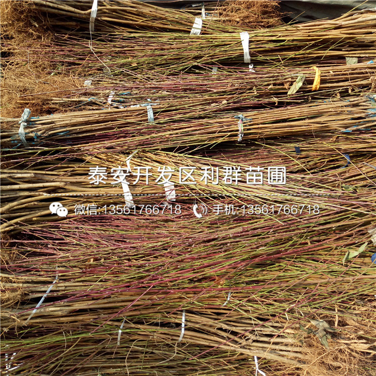 黃桃小苗基地、黃桃小苗多少錢一棵