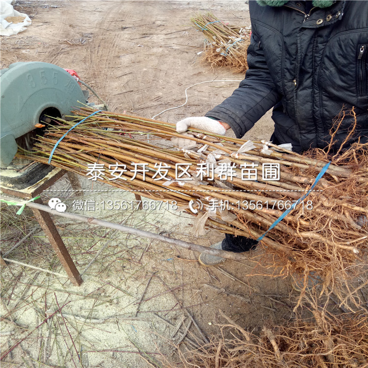 桃樹實生苗價格、桃樹實生苗報價多少