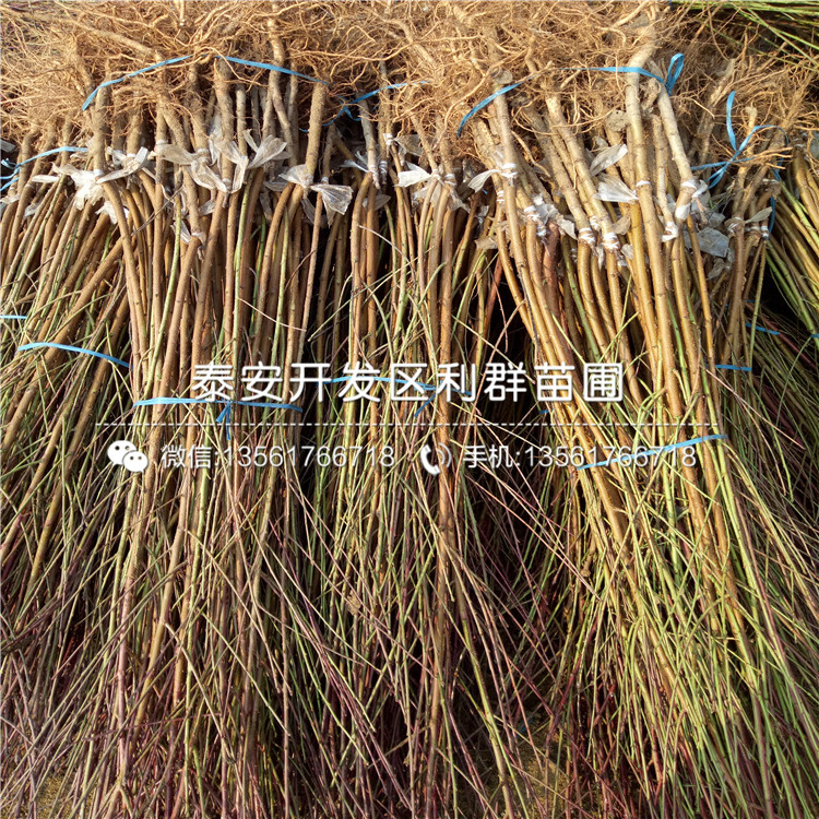 桃樹實(shí)生苗、桃樹實(shí)生苗品種