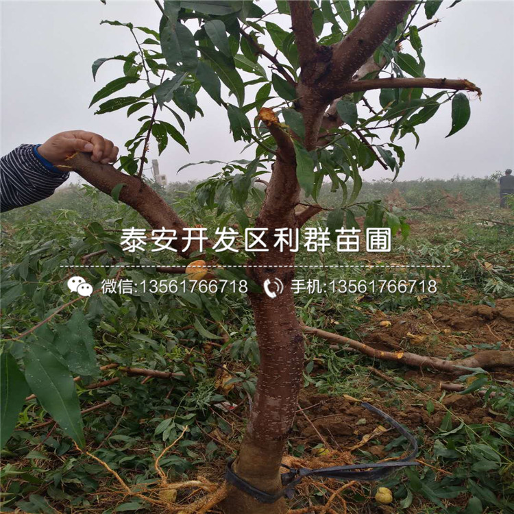桃樹實生苗價格多少
