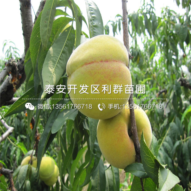 山東桃樹嫁接苗出售價格多少