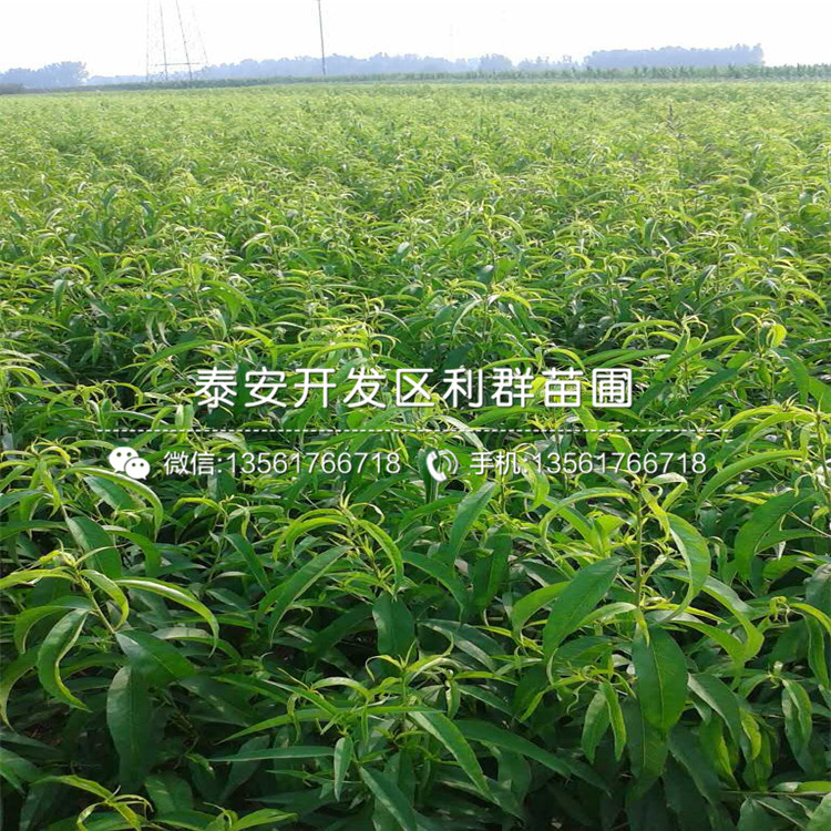 桃樹小苗基地價(jià)格
