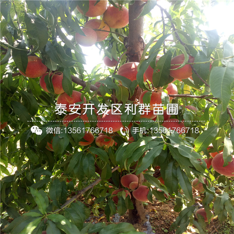 新品種桃樹原生苗價格多少