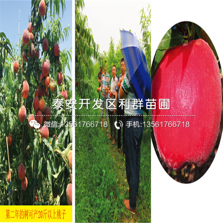 桃樹實生苗價格、桃樹實生苗報價多少