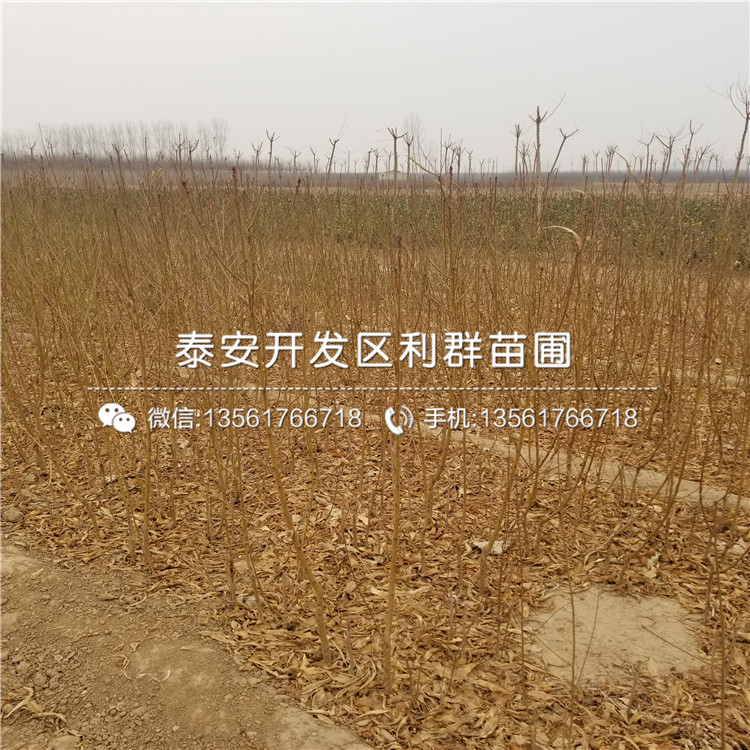 桃樹實生苗格、桃樹實生苗出售價格多少