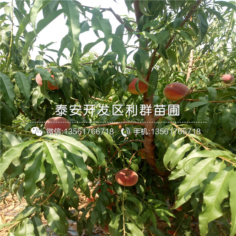 桃樹種苗格、桃樹種苗批發(fā)基地