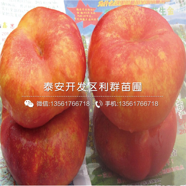 2018年桃樹種苗格多少
