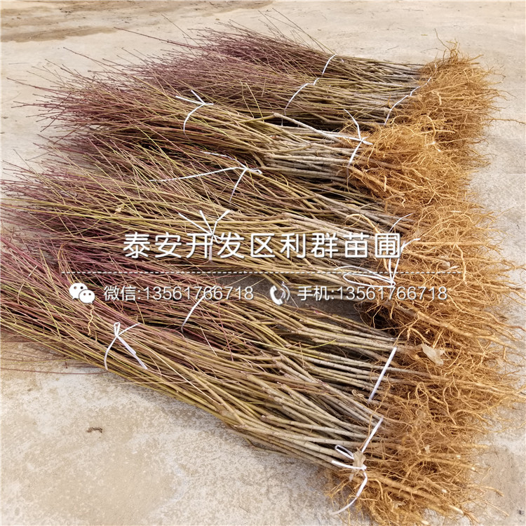 桃樹樹苗格、桃樹樹苗出售價格多少