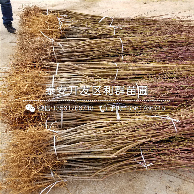 桃樹(shù)小苗多少錢、桃樹(shù)小苗價(jià)格是多少
