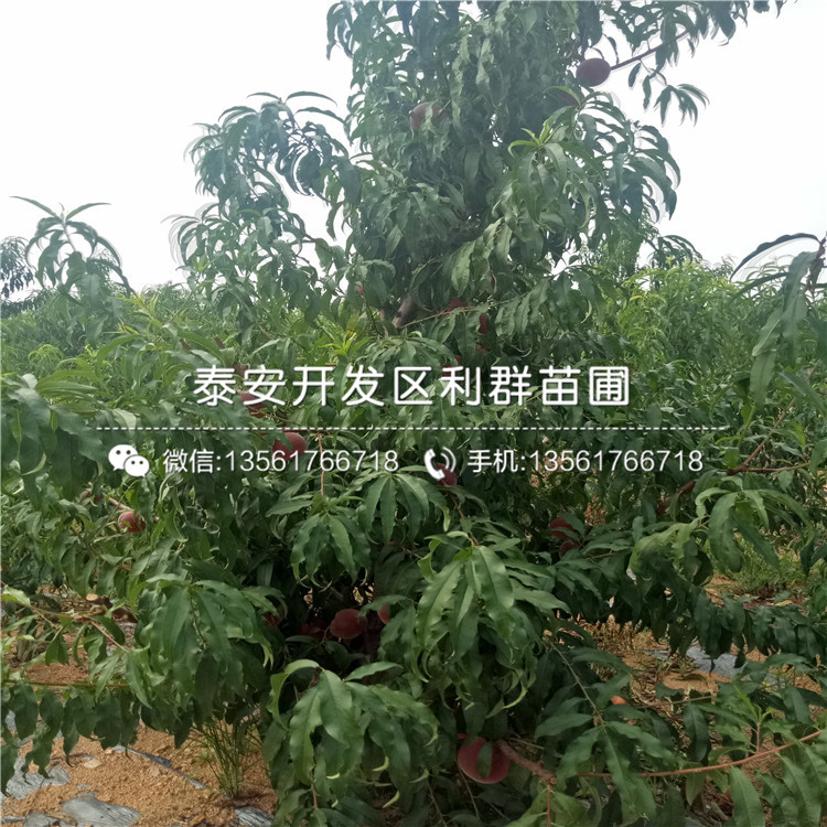 桃樹小苗基地價(jià)格