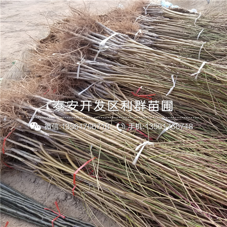 桃樹價格、2019年桃樹價格多少