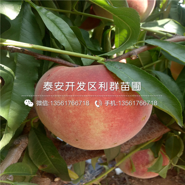 哪里有賣臭橘種子的