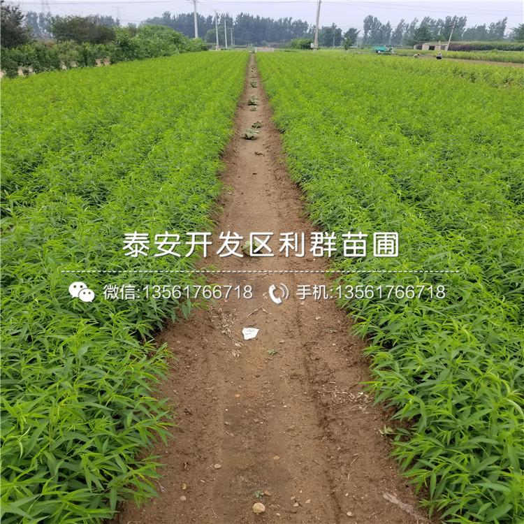 哪里有桃樹嫁接苗出售、2019年桃樹嫁接苗多少錢一棵