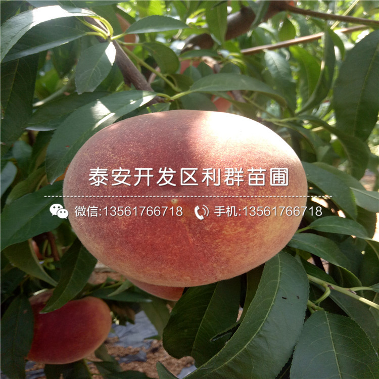 新品種桃樹原生苗價格多少